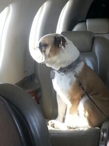 Dog in sun lifestyle